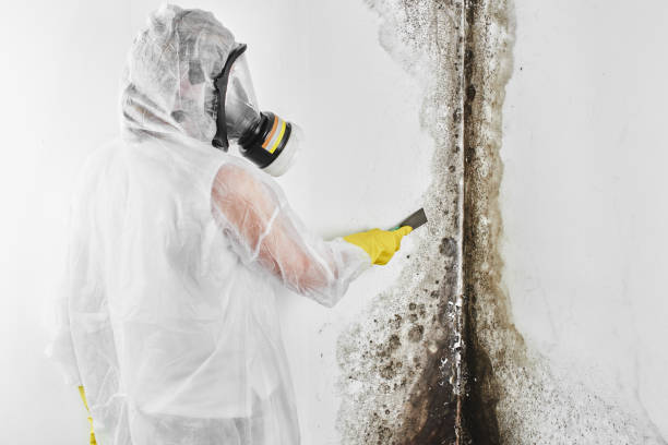 Best Black Mold Removal  in Leadville North, CO