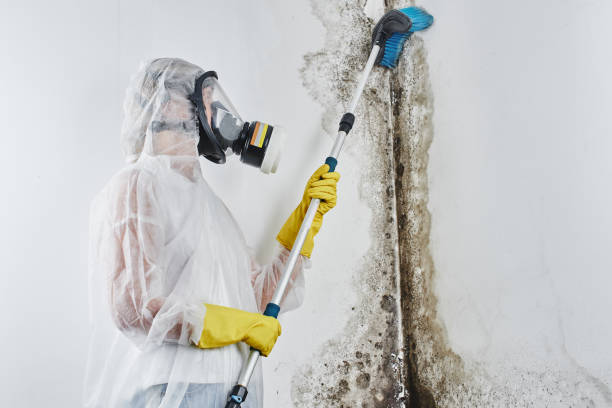 Best Mold Removal and Inspection  in Leadville North, CO