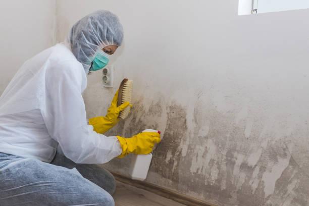 Best Toxic Mold Removal  in Leadville North, CO