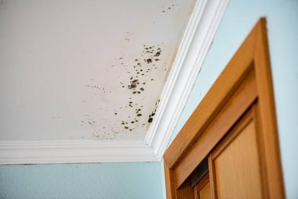 Best Best Mold Removal Companies  in Leadville North, CO