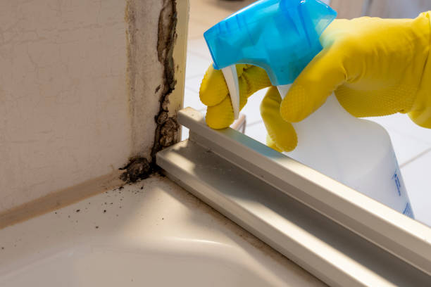 Best Certified Mold Removal  in Leadville North, CO