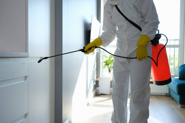 Best Commercial Mold Removal  in Leadville North, CO