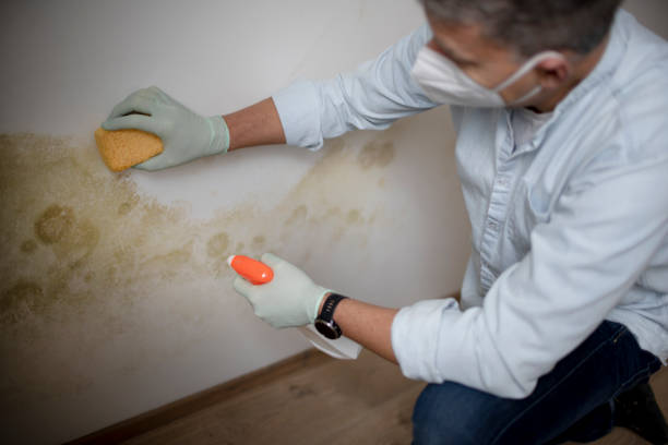 Best Office Mold Removal Services  in Leadville North, CO