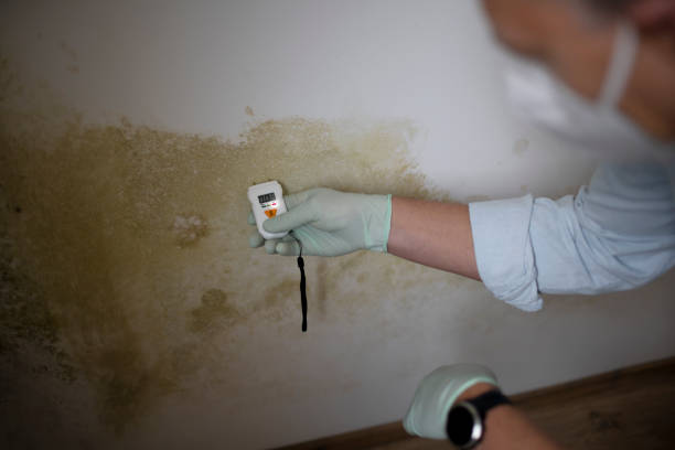 Best Mold Removal Specialists  in Leadville North, CO