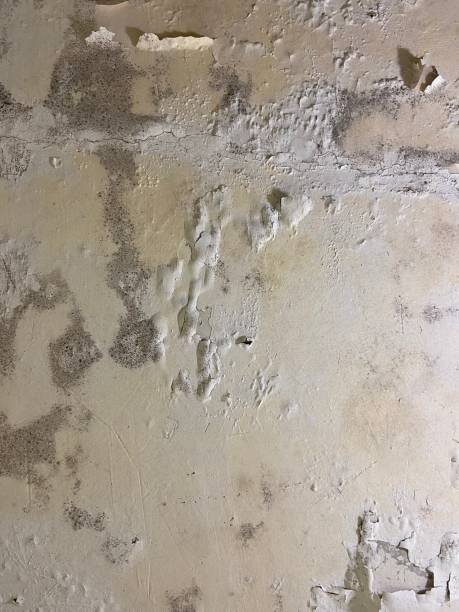 Best Crawl Space Mold Removal  in Leadville North, CO