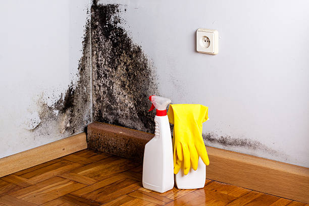 Best Attic Mold Removal  in Leadville North, CO