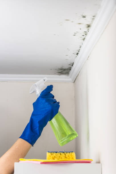 Best Mold Removal Company Near Me  in Leadville North, CO