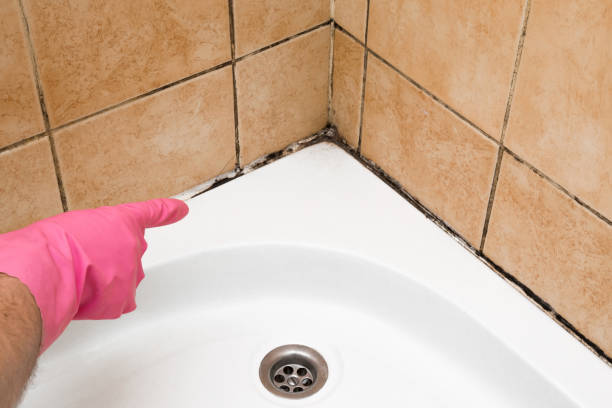 Best Mold Removal and Inspection  in Leadville North, CO